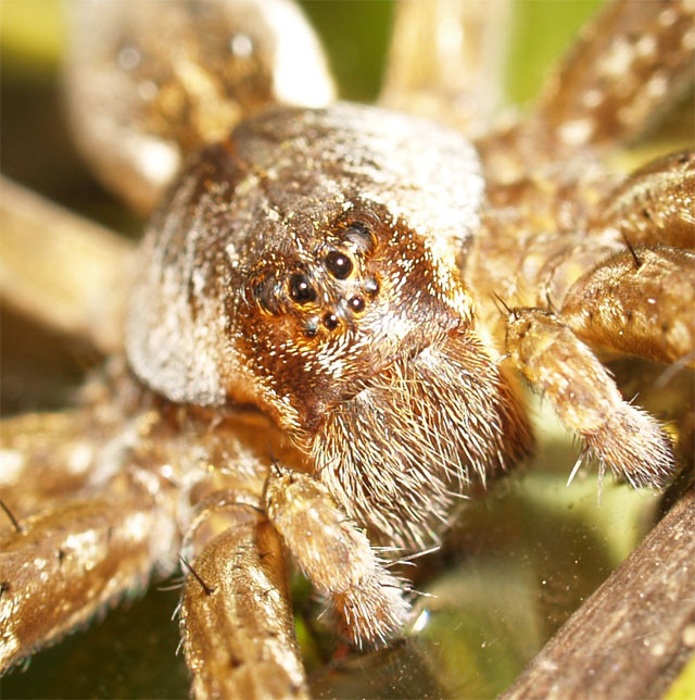 Dolomedes plantarius